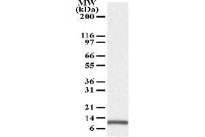 Image no. 1 for anti-Phorbol-12-Myristate-13-Acetate-Induced Protein 1 (PMAIP1) antibody (ABIN208123) (NOXA Antikörper)