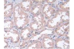 IHC-P analysis of Human Kidney Tissue, with DAB staining. (LIF Antikörper  (AA 2-201))