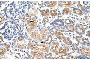 Immunohistochemical staining (Formalin-fixed paraffin-embedded sections) of human kidney with AUH polyclonal antibody  at 4-8 ug/mL working concentration.