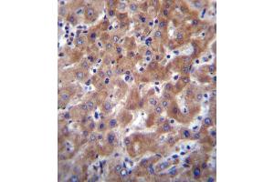 I23O2 Antibody (C-term) (ABIN656340 and ABIN2845640) immunohistochemistry analysis in formalin fixed and paraffin embedded human liver tissue followed by peroxidase conjugation of the secondary antibody and DAB staining. (IDO2 Antikörper  (C-Term))