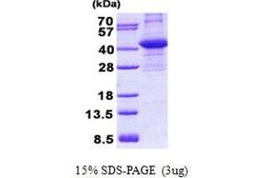 Image no. 1 for Cytokine Induced Apoptosis Inhibitor 1 (CIAPIN1) protein (His tag) (ABIN1098755) (CIAPIN1 Protein (His tag))