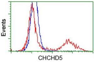 Image no. 1 for anti-Coiled-Coil-Helix-Coiled-Coil-Helix Domain Containing 5 (CHCHD5) antibody (ABIN1497490) (CHCHD5 Antikörper)