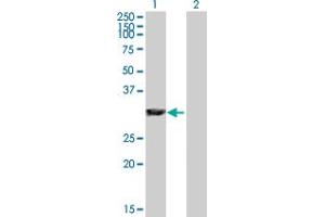 Western Blot analysis of GAS2 expression in transfected 293T cell line by GAS2 MaxPab polyclonal antibody.