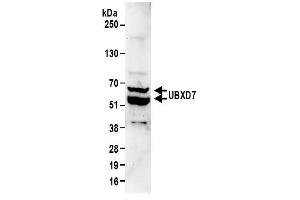Western Blotting (WB) image for anti-UBX Domain Protein 7 (UBXN7) (AA 439-489) antibody (ABIN7450871) (UBXN7 Antikörper  (AA 439-489))