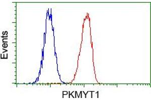 Flow cytometric analysis of Hela cells, using anti-PKMYT1 antibody (ABIN2453481), (Red) compared to a nonspecific negative control antibody (TA50011) (Blue). (PKMYT1 Antikörper)