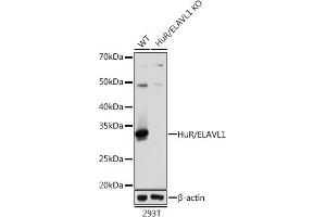 Western blot analysis of extracts from wild type (WT) and HuR/EL knockout (KO) 293T cells, using HuR/EL antibody (ABIN7266913) at 1:1000 dilution. (ELAVL1 Antikörper)