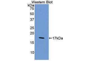 Western Blotting (WB) image for anti-Coagulation Factor VIII (F8) (AA 2253-2346) antibody (ABIN1175158)