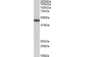 ABIN2564400 (0. (PBX1 Antikörper  (Internal Region))