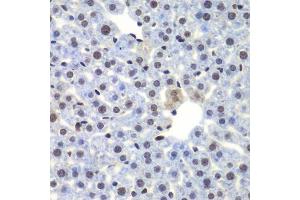 Immunohistochemistry of paraffin-embedded mouse liver using CEBPG antibody. (CEBPG Antikörper  (AA 1-150))