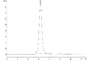 The purity of Biotinylated Human B7-H6 is greater than 95 % as determined by SEC-HPLC. (B7-H6 Protein (AA 25-262) (His-Avi Tag,Biotin))