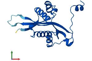 Protein Structure (PS) image for Spermidine/Spermine N1-Acetyltransferase 2 (SAT2) (AA 1-170) protein (His tag) (ABIN7558012)