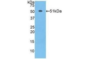 TFAM anticorps  (AA 43-243)