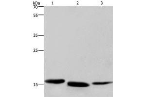 Western Blot analysis of Human kidney cancer, Mouse liver and Human bladder carcinoma tissue using Cytochrome b5 Polyclonal Antibody at dilution of 1:300 (Cytochrome b5 (CYTB5) Antikörper)