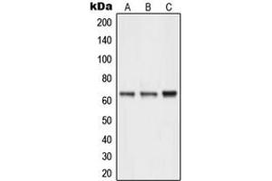Western blot analysis of NEURL1 expression in Y79 (A), MCF7 (B), HepG2 (C) whole cell lysates. (NEURL Antikörper  (Center))