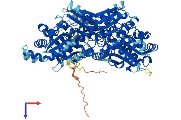 PFKP Protein (AA 1-784) (His tag)