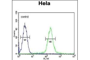 GALNT4 Antibody (N-term) (ABIN654149 and ABIN2844019) flow cytometric analysis of Hela cells (right histogram) compared to a negative control cell (left histogram). (GALNT4 Antikörper  (N-Term))