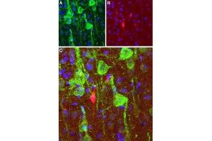 Expression of DRD1 in rat cortex - Immunohistochemical staining of perfusion-fixed frozen brain sections with Anti-D1 Dopamine Receptor Antibody (ABIN7043105, ABIN7044227 and ABIN7044228), (1:100), (green). (Dopamine Receptor d1 Antikörper  (C-Term, Intracellular))