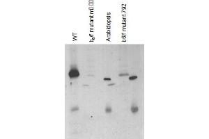 Figure description : Chlamydomonas reinhardtii samples are lysed cells Arabidopsis thaliana samples are prepared from thylakoid membranes, Samples were boiled 1 min in 3%SDS,then 10ug of chlorophylls were loaded in each well of a 12% acrylamide gel.