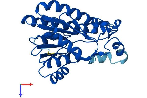DCXR Protein (AA 1-244) (His tag)