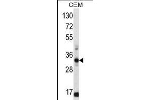 FFAR1 Antibody (C-term) (ABIN656336 and ABIN2845636) western blot analysis in CEM cell line lysates (35 μg/lane). (FFAR1 Antikörper  (C-Term))