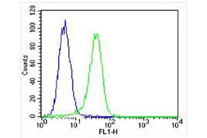 Overlay histogram showing A549 cells stained with (ABIN650693 and ABIN2839113) (green line). (PROX1 Antikörper  (AA 492-520))