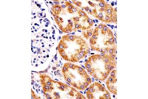 (ABIN6244025 and ABIN6578318) staining TST in human kidney tissue sections by Immunohistochemistry (IHC-P - paraformaldehyde-fixed, paraffin-embedded sections). (TST Antikörper  (AA 170-203))