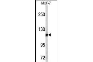 Western blot analysis of PSA antibody (C-term) (ABIN390478 and ABIN2840843) in MCF-7 cell line lysates (35 μg/lane). (Prostate Specific Antigen Antikörper  (C-Term))