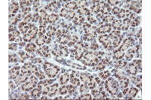 Image no. 1 for anti-RAB21, Member RAS Oncogene Family (RAB21) antibody (ABIN1500545)