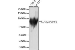 Western blot analysis of extracts of various cell lines, using CD172a/SIRPα Rabbit mAb (ABIN7270316) at 1:1000 dilution. (SIRPA Antikörper)