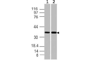 Image no. 1 for anti-Secreted Protein, Acidic, Cysteine-Rich (Osteonectin) (SPARC) (AA 1-250) antibody (ABIN5027539) (SPARC Antikörper  (AA 1-250))