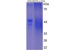 Image no. 3 for Mitochondrial Open Reading Frame Of The 12S rRNA-c (MOTS-C) peptide (Ovalbumin) (ABIN5666272) (Mitochondrial Open Reading Frame Of The 12S rRNA-c (MOTS-C) peptide (Ovalbumin))