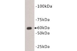 Western Blotting (WB) image for anti-CD80 (CD80) (Extracellular) antibody (ABIN1854865) (CD80 Antikörper  (Extracellular))