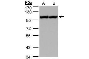 Western Blotting (WB) image for anti-Valosin Containing Protein (VCP) (C-Term) antibody (ABIN2854929)