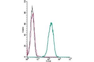 Cell surface detection of CXCR2 by indirect flow cytometry in live intact human  monocytic leukemia cells: + goat-anti-rabbit-FITC.