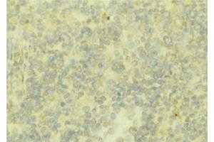 ABIN6276791 at 1/100 staining Mouse liver tissue by IHC-P. (Fetuin A Antikörper  (C-Term))