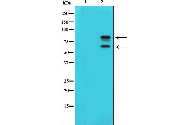MDM2 antibody  (pSer166)