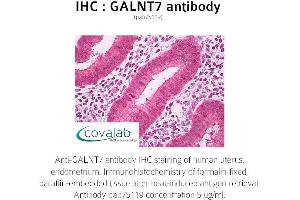 Image no. 1 for anti-UDP-N-Acetyl-alpha-D-Galactosamine:polypeptide N-Acetylgalactosaminyltransferase 7 (GalNAc-T7) (GALNT7) (full length) antibody (ABIN1734565) (GALNT7 Antikörper  (full length))