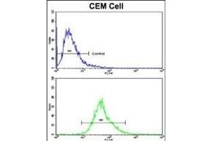 Flow cytometric analysis of CEM cells using KLRD1 Antibody (N-term)(bottom histogram) compared to a negative control cell (top histogram). (CD94 Antikörper  (N-Term))