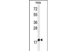 Western blot analysis of GT1 Antibody (C-term) (ABIN650929 and ABIN2839998) in Hela cell line lysates (35 μg/lane). (MMGT1 Antikörper  (C-Term))