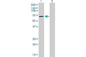 Western Blot analysis of SP110 expression in transfected 293T cell line by SP110 monoclonal antibody (M01), clone 8C8.
