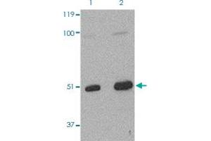 Western Blot (Cell lysate) analysis of L1210 cells with 2 ug/mL TARDBP polyclonal antibody . (TARDBP Antikörper  (Internal Region))