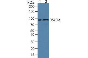Western blot analysis of (1) Rat Serum and (2) Human Serum. (Fibulin 1 Antikörper  (AA 176-398))