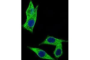 Immunofluorescence analysis of HepG2 cells using C17ORF53 mouse mAb (green). (C17orf53 Antikörper  (AA 282-527))
