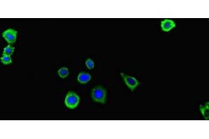 Immunofluorescent analysis of HepG2 cells using ABIN7156438 at dilution of 1:100 and Alexa Fluor 488-congugated AffiniPure Goat Anti-Rabbit IgG(H+L) (ITGA4 Antikörper  (AA 376-558))
