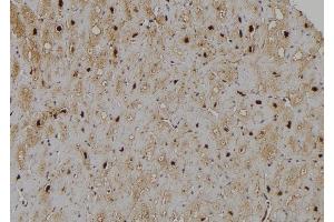 ABIN6266170 and ABIN6277192 at 1/100 staining Human heart tissue by IHC-P. (Histone 3 Antikörper  (H3K4me1))