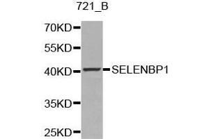 Western blot analysis of 721_B cell lysate using SELENBP1 antibody. (SELENBP1 Antikörper  (AA 243-472))