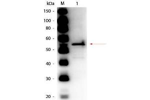 Western Blot of Rabbit anti-Aldehyde Dehydrogenase (yeast) Antibody Peroxidase Conjugated. (Aldehyde Dehydrogenase Antikörper  (HRP))