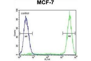 Flow cytometric analysis of MCF-7 cells using GALNS Antibody (Center) Cat. (GALNS Antikörper  (Middle Region))