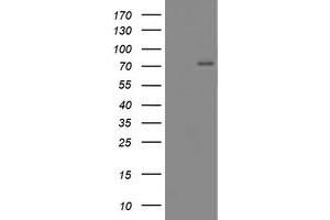 Western Blotting (WB) image for anti-CCR4-NOT Transcription Complex Subunit 4 (CNOT4) (AA 190-455) antibody (ABIN1491104) (CNOT4 Antikörper  (AA 190-455))