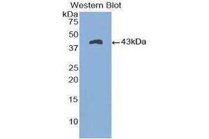 Western Blotting (WB) image for anti-Natriuretic Peptide A (NPPA) (AA 25-123) antibody (ABIN1172605)